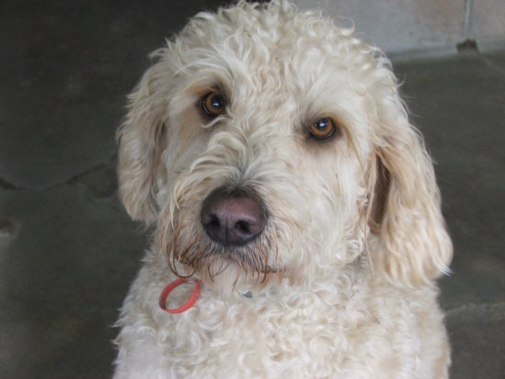 Pet2Us Boarding Kennels for Dogs Napier Hawkes Bay